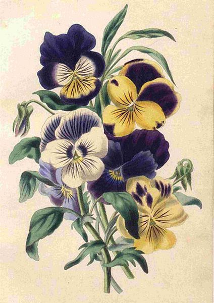 Fountain of Flowers 2 -  Set 01. 60 Pages to DOWNLOAD